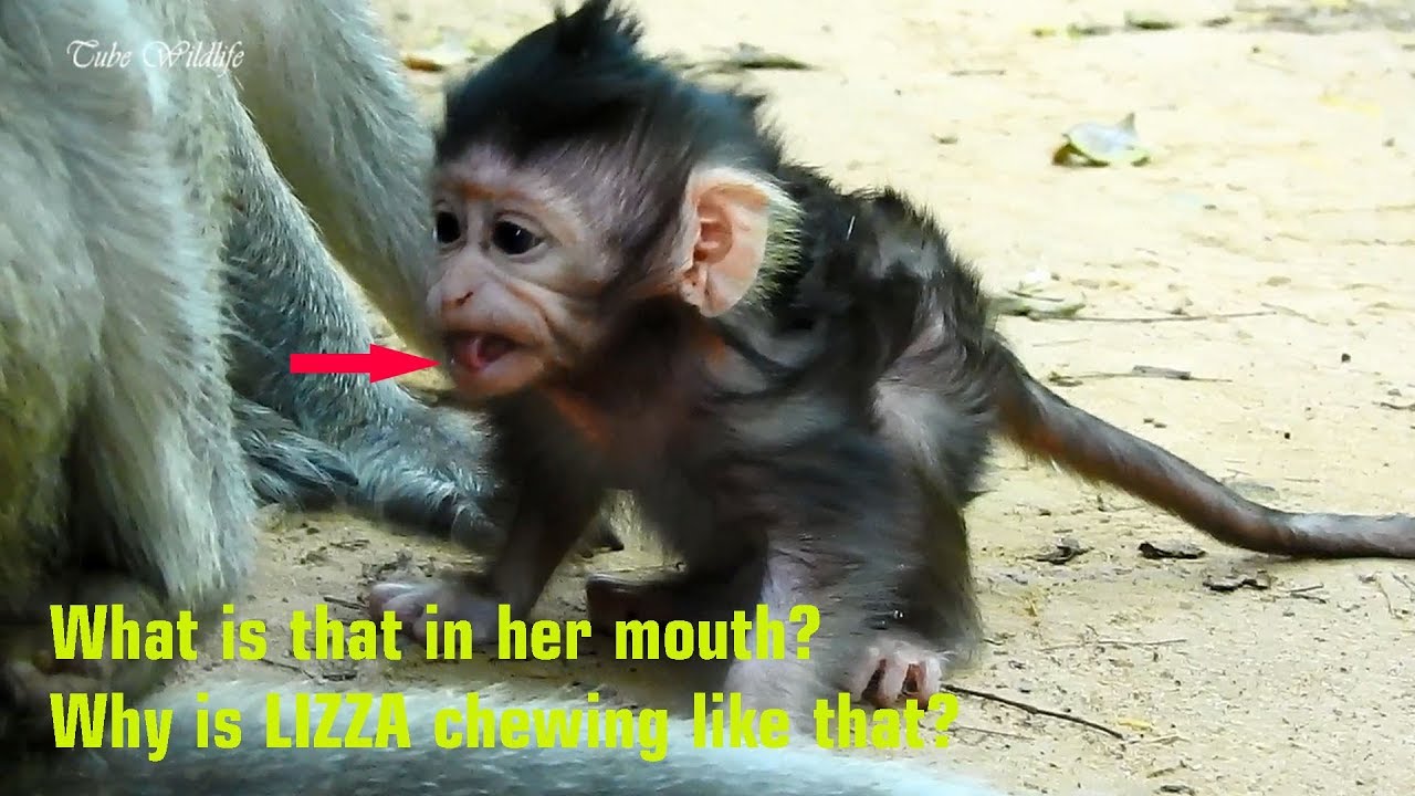 petco hours What's problem in your mouth LIZZA?Why're you chewing like that? LIZZA is so lovely learning walking