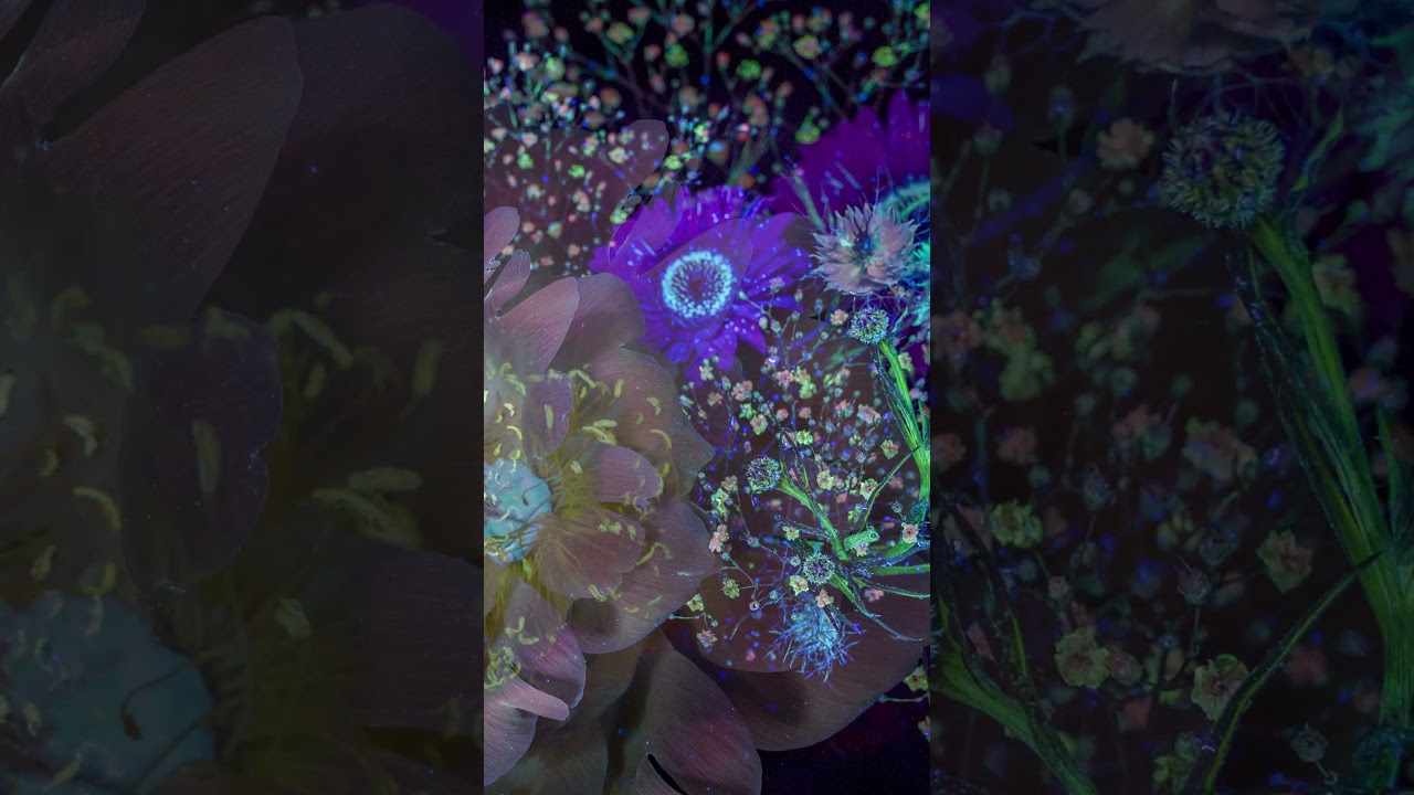 Peony bouquet in UV light, Reflecting in UVIVF