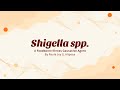 The Basics Of Shigella Sp By Paula Joy Aliposa