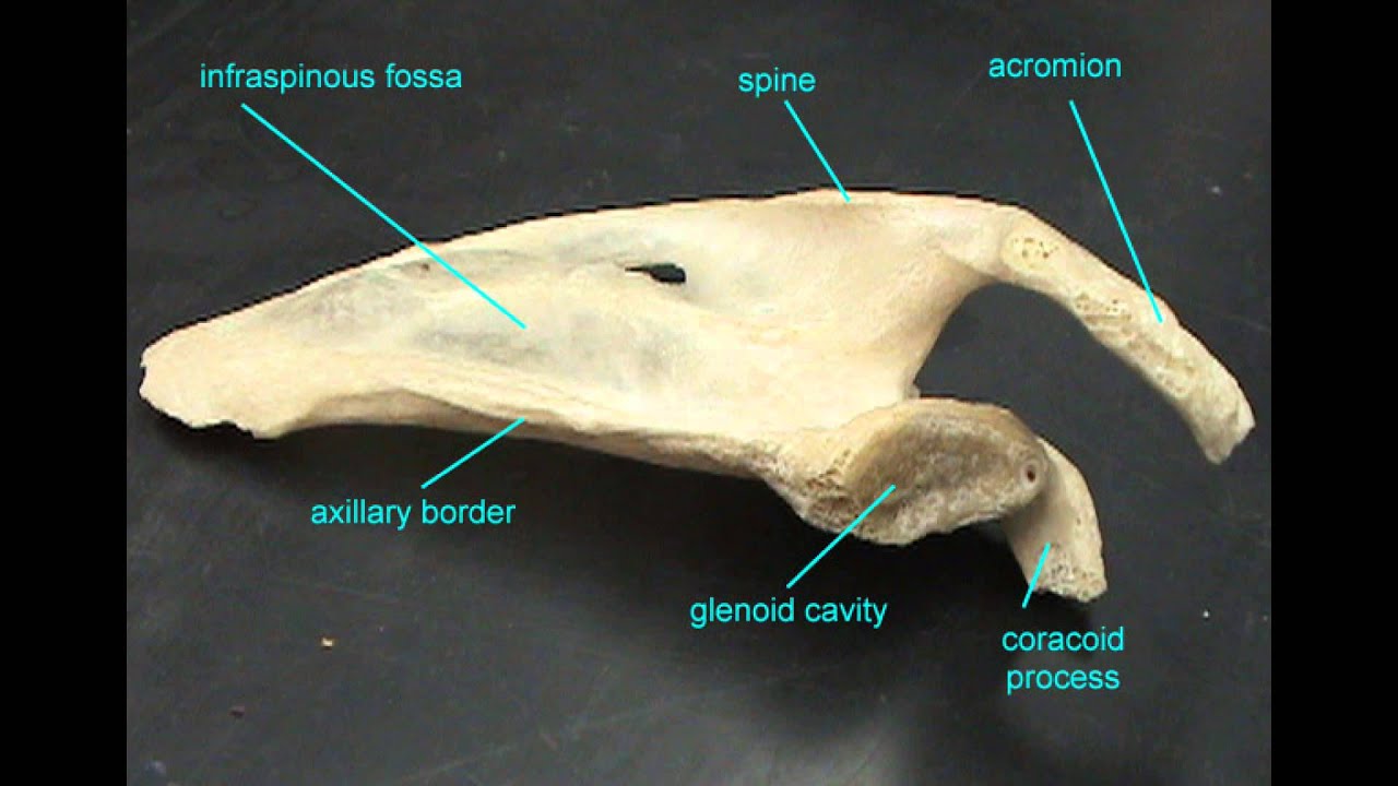 ANATOMY OF THE PECTORAL GIRDLE 