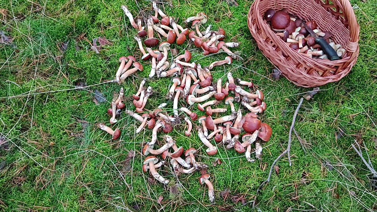 Najpiękniejszy koszyczek.