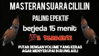 Masteran murai batu | suara cililin berjeda 15 menit paling efektif