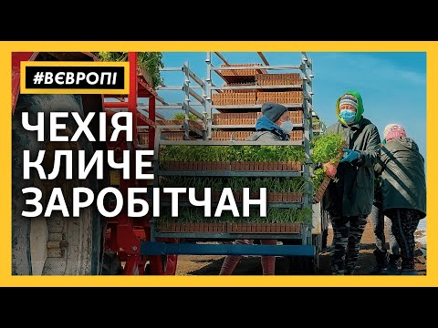 Українських заробітчан кличуть на чеські поля. Але як доїхати? - #ВЄВРОПІ