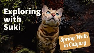 Our Cat Takes Us On A Walk In The Woods by Suki Cat 33,879 views 3 years ago 4 minutes, 52 seconds