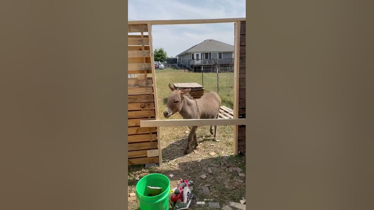 Poor Waffles the Donkey is Boarded Out of Job Site ViralHog YouTube