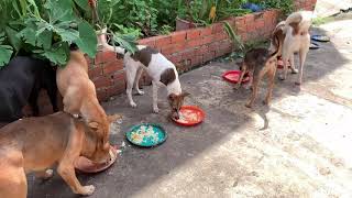 My dogs having lunch @RattanaSumvang by Rattana & Sumvang 113 views 2 years ago 1 minute, 33 seconds