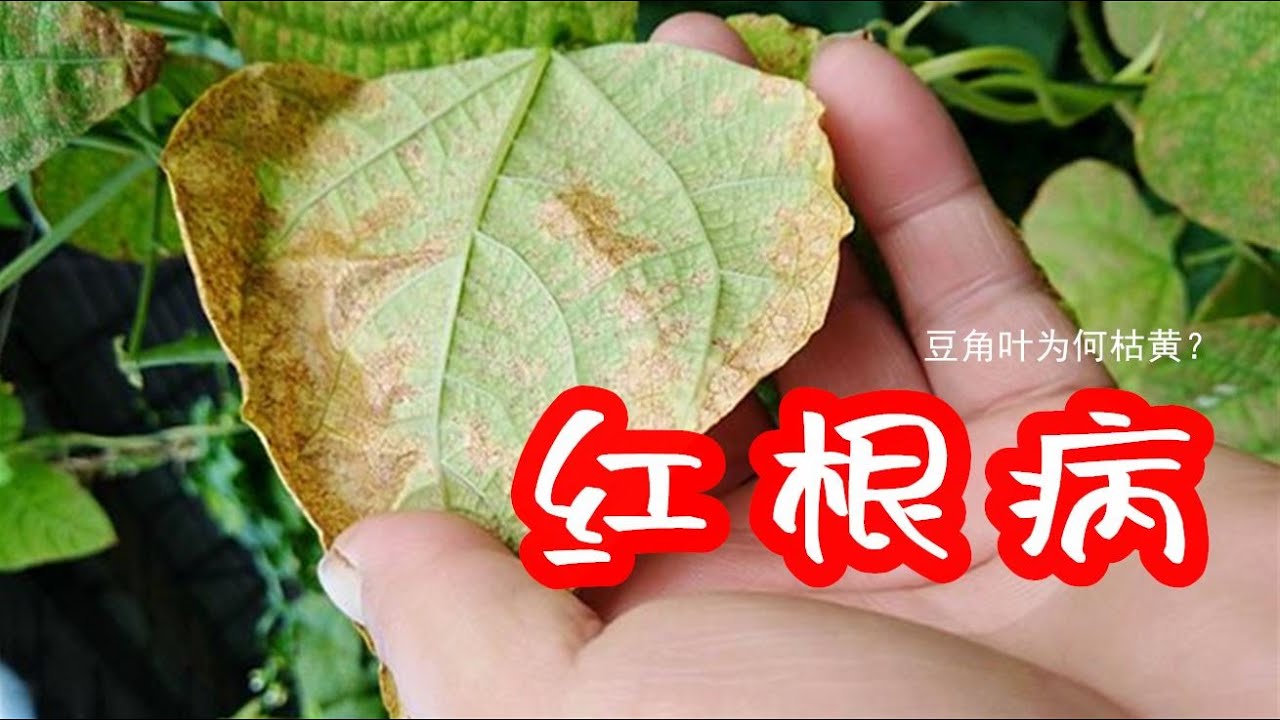 豆角叶子发黄枯死的原因终于找到了  / 豆角葉子發黃枯死的原因終於找到了