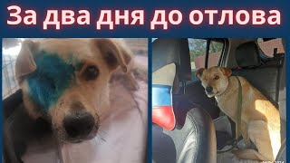 Астрахань. Успели забрать за два дня до отлова!