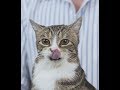 How-to give a cat a pill tutorial