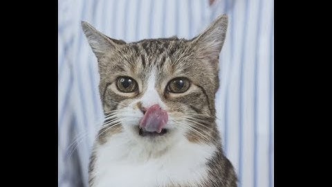 FASTEST Way to Give Your Cat a Pill Without Struggle