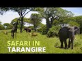 Safari in Tarangire National Park, Tanzania, 2021