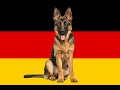 German Dog Breeds انواع كلاب المانيا 