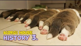 8 Corgi House History Ep3. A cute routine that sleeps well, eats well, poops well, and gets praised