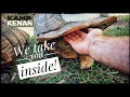 Sulcata Tortoise Shells are LIVING, FEELING parts of the body!