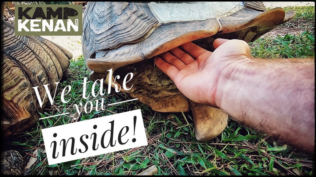 Download Sulcata Tortoise Shells are LIVING, FEELING parts of the body!