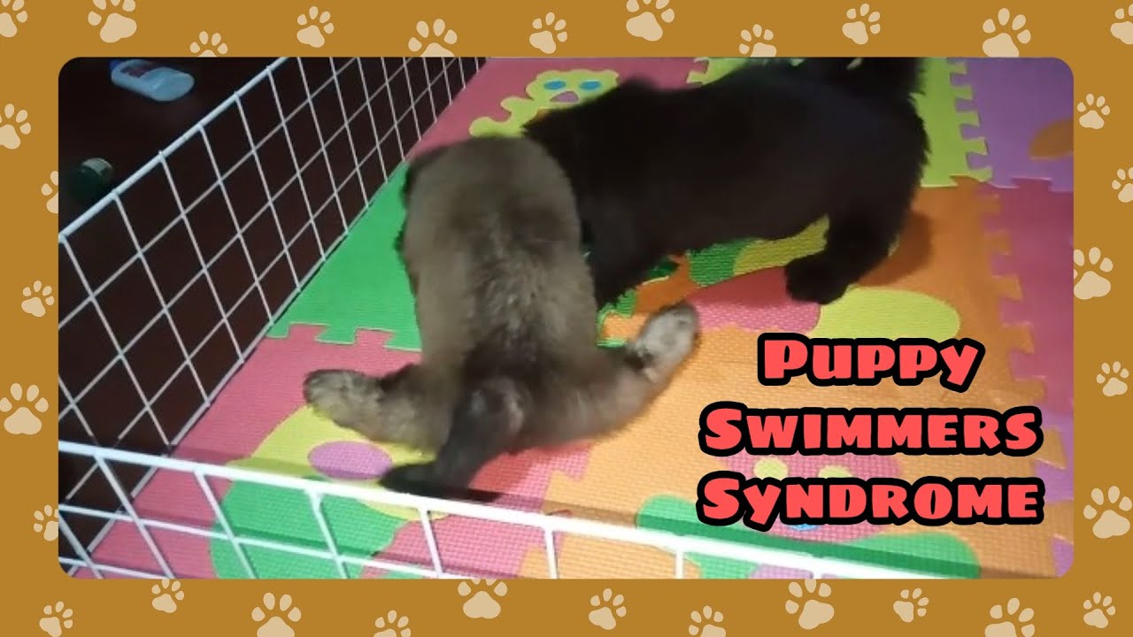 PUPPY SWIMMERS SYNDROME | JINGER PAWS - YouTube
