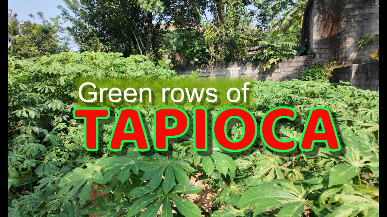 Tapioca | Banana | Kappa | Farm