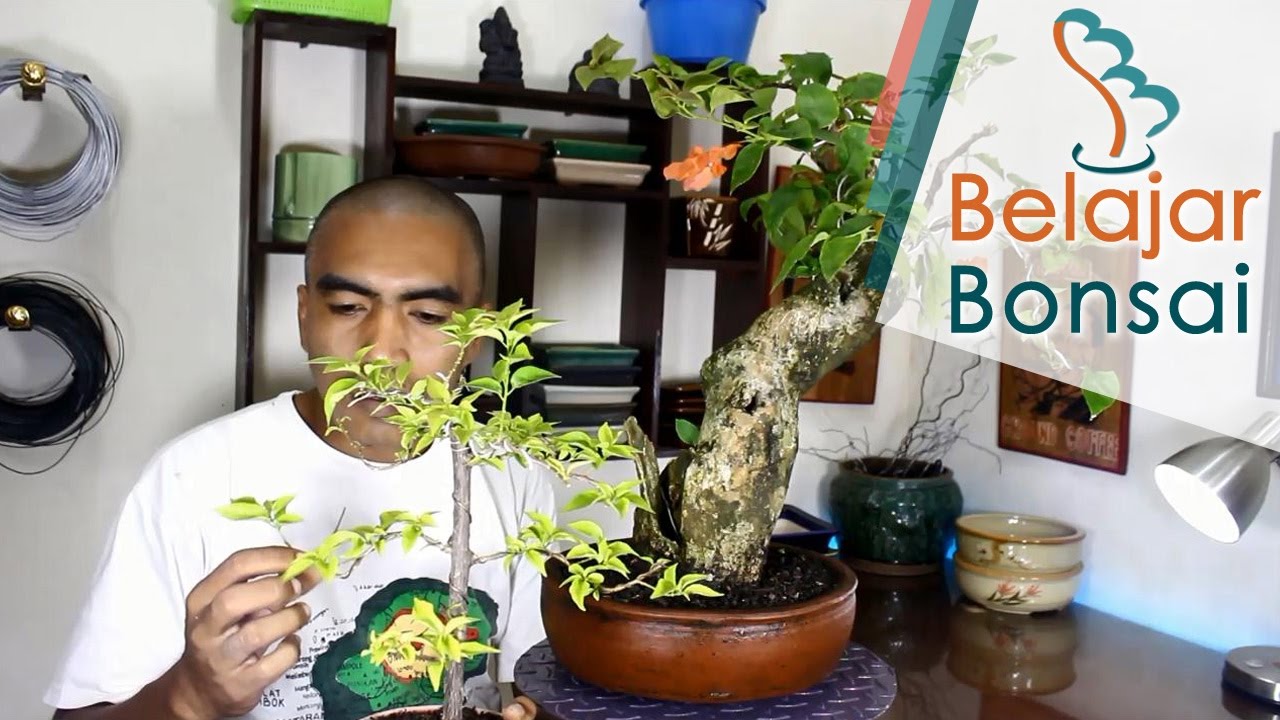 Cara Supaya Bonsai Kembang Kertas Bougainvillea Berbunga Youtube