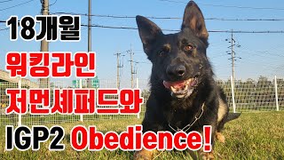 워킹라인 저먼 셰퍼드 IGP2 복종 훈련! Germanshepherd Workingline IGP2 Obedience Training!!