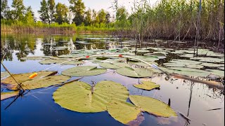 Рибалка в ЛІЛІЯХ на ЗОЛОТОГО КАРАСЯ, Боковий кивок і поплавок, КАРАСЬ