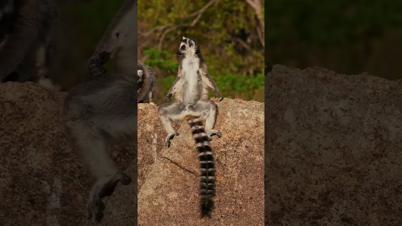 Lemurs match the scents and voices of friends