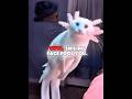 Don’t Touch! You Won't Believe What This Animal Can Do! 😱  #Shorts #Axolotl #Nature