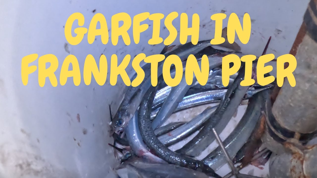 FISHING FOR GARFISH IN FRANKSTON PIER AT NIGHT YouTube