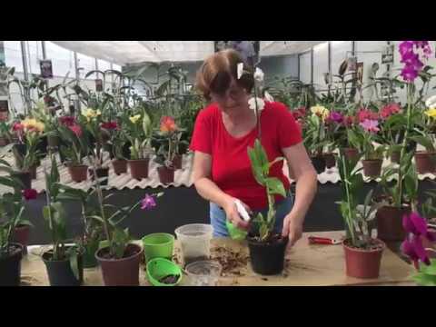 Qual o segredo desta Orquídea? Denphal por Teresinha Kunz Qual o segredo desta Orquídea? Denphal por Teresinha Kunz