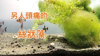 讓人頭痛的絲狀藻 要怎麼處理呢 來聊聊水族的絲狀藻吧