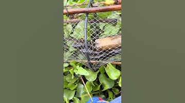 Đặt lờ cá lóc đồng tự nhiên p5 #locacaitien #fishing #bắtcálóc