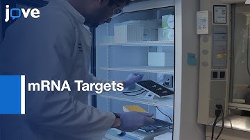 Biotin-based Pulldown Assay to Validate mRNA Targets | Protocol Preview