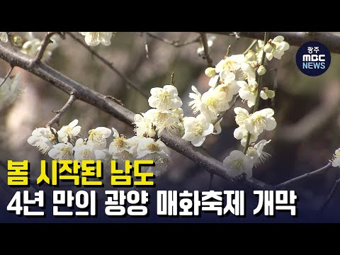 [뉴스데스크]봄 시작된 남도..&amp;#39;4년 만의&amp;#39; 광양매화축제 개막