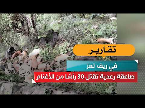 Lightning strike kills 30 sheep in rural Taiz