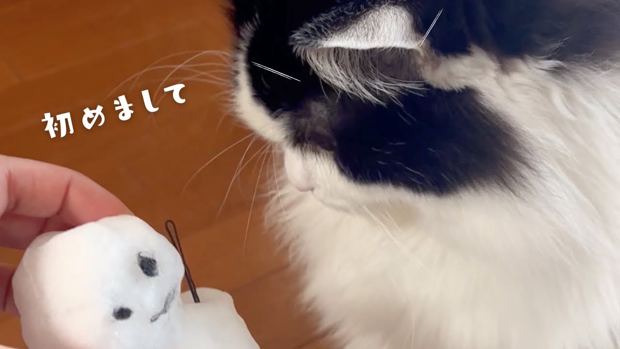 【猫生初の雪だるま】新しい友達雪だるまさんと仲良くなれるのか！？｜ハチワレ猫｜ラグドール✖️マンチカンの男の子