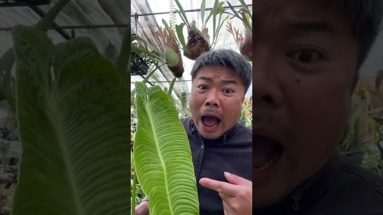 WOW Anthurium veitchii アンスリウム・ベイチー - YouTube