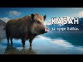 Кабан (С чистого листа)