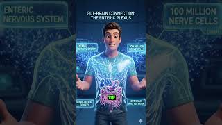 The Secret Brain in Your Gut #facts #shorts #viral
