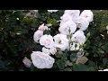 ✿➽  Розы в нашем саду август 🌸 2019 Прогулка по саду