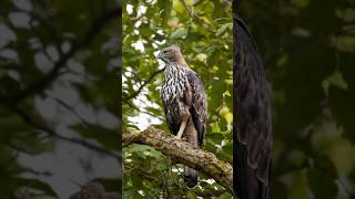 ARE MY PHOTOGRAPHS COOL?… #youtubeshorts #wildlifephotography