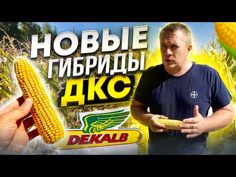 Новые гибриды кукурузы
