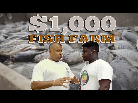 How To Start A Backyard Tilapia Farm With a $1000