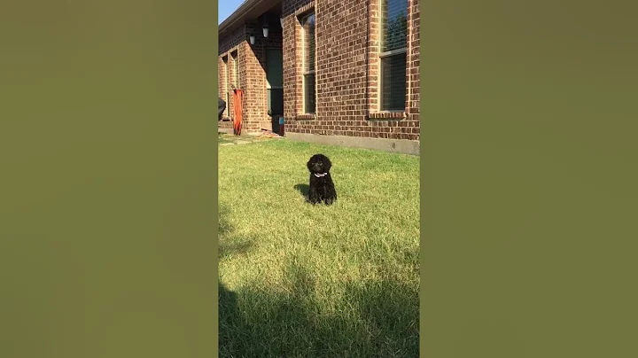 Phoebe's first day home Standard poodle 8 weeks