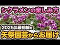 【矢祭園芸】50年の歴史!シクラメン育種の最新情報をレポートします!【品種紹介】