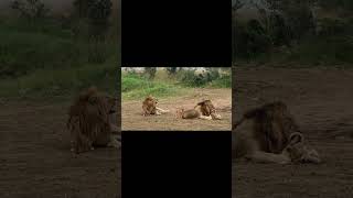 big male lions playing with cubs #wildlife #natgeowild #natgeowildlife #wildanimals #lion #bbcearth