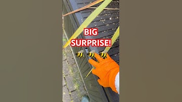 Wow! Imagine the home owner’s surprise! #bees #swarm #nature #beekeeping #swarming #beevideo #honey