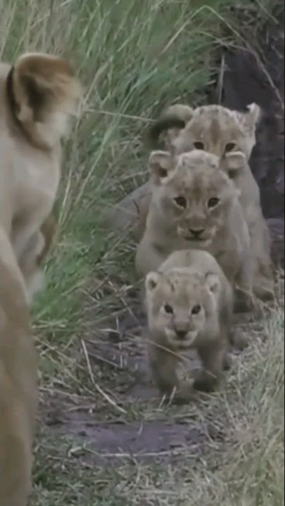 Cute Lion Cubs! #shorts#lion#baby#running