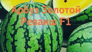Арбуз обыкновенный Золотой Реванш F1 🌿 обзор: как сажать, семена арбуза Золотой Реванш F1