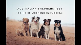 Izzy the Australian Shepherd: Training Go Home Weekend in Florida! by KeenDog 209 views 10 months ago 11 minutes, 19 seconds