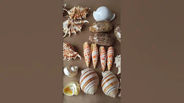 Морские ракушки