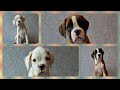 Щенки немецкого боксера, 2 месяца / Boxer puppies, 2 months